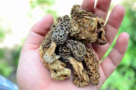 kashmir market mushrooms